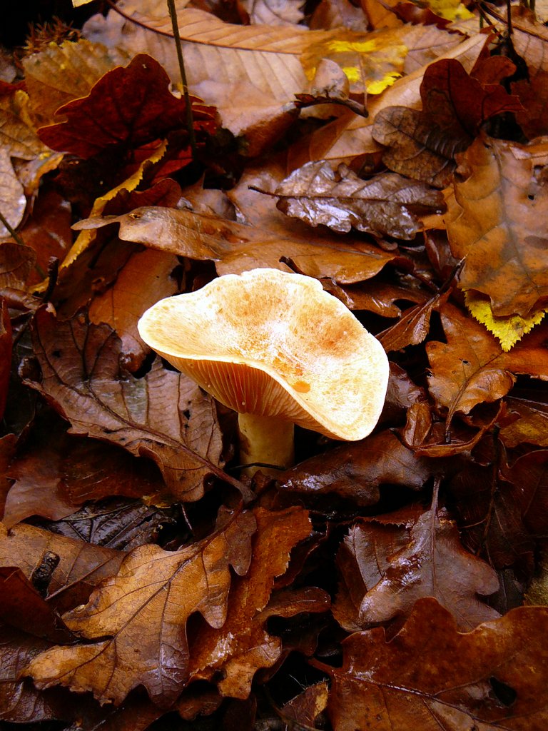 Lactarius chrysorrheus 001